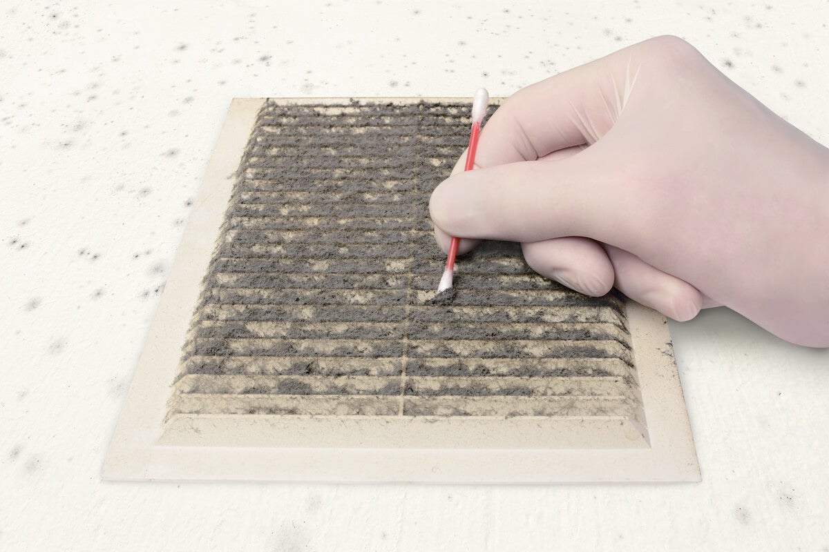 Direct mold swab and bio-tape lift surface sample examination in Texas City lab