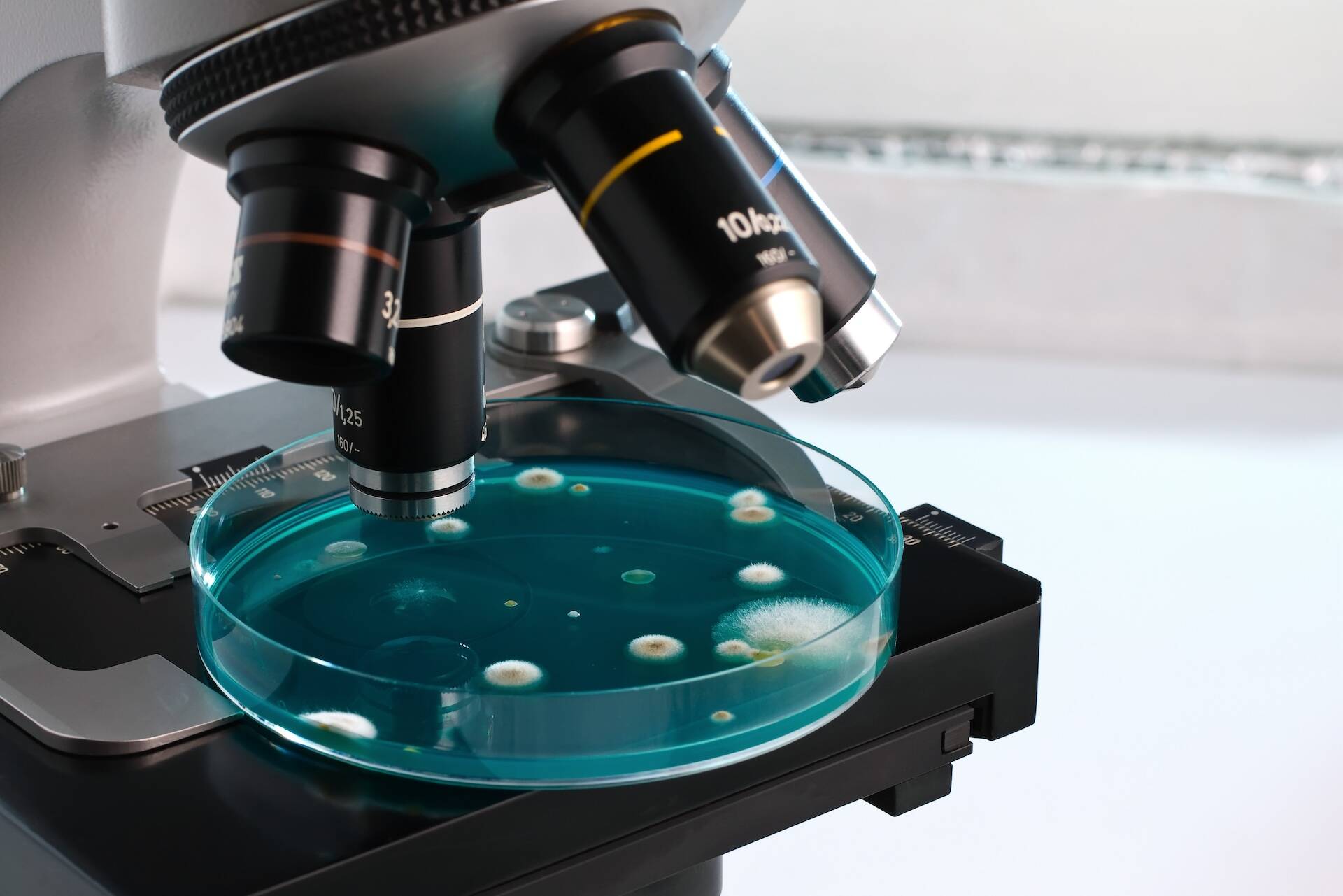 Petri dish and culture plate on laboratory microscope workbench